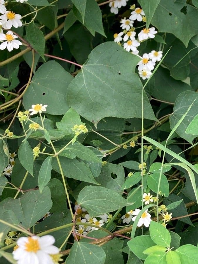 Montanoa leucantha 4
