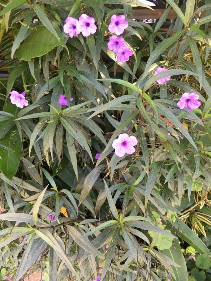 Ruellia simplex 29