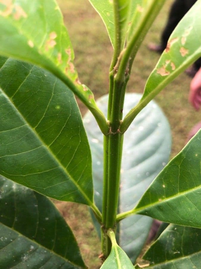 Vochysia guatemalensis 8