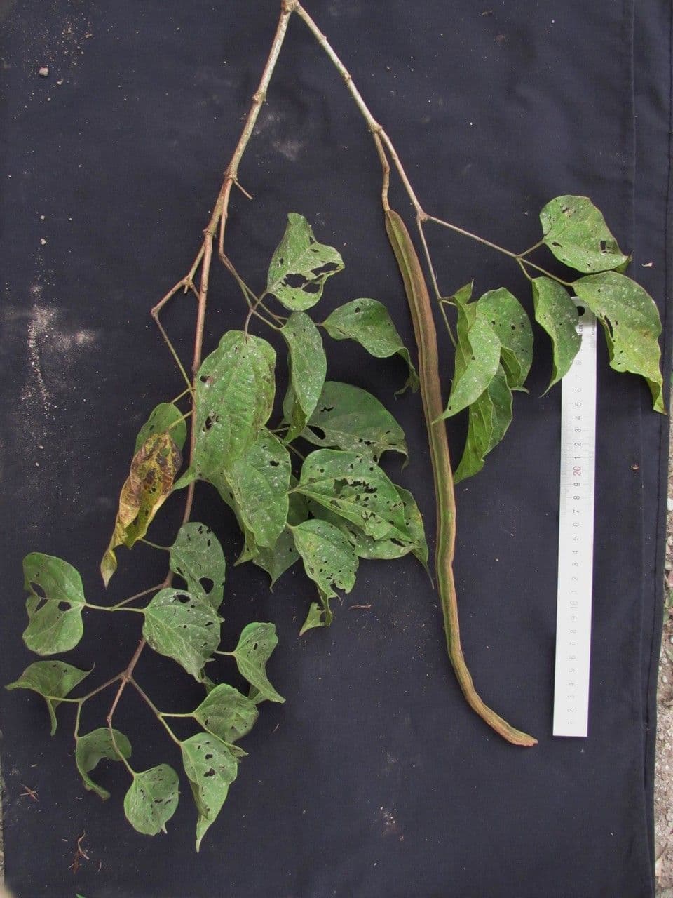Lundia corimbosa 8
