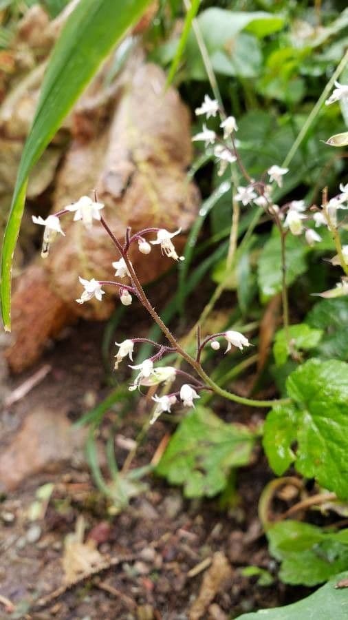 Tiarella trifoliata 5