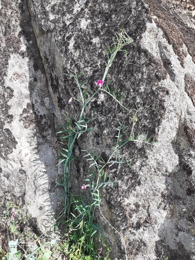 Cicerchia clymenum 14