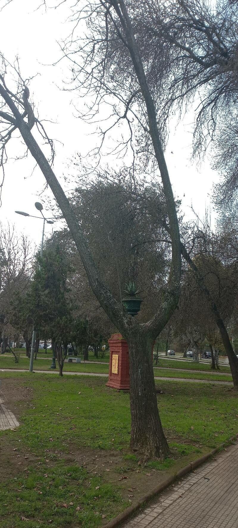 Carpino di Turczaninow 2