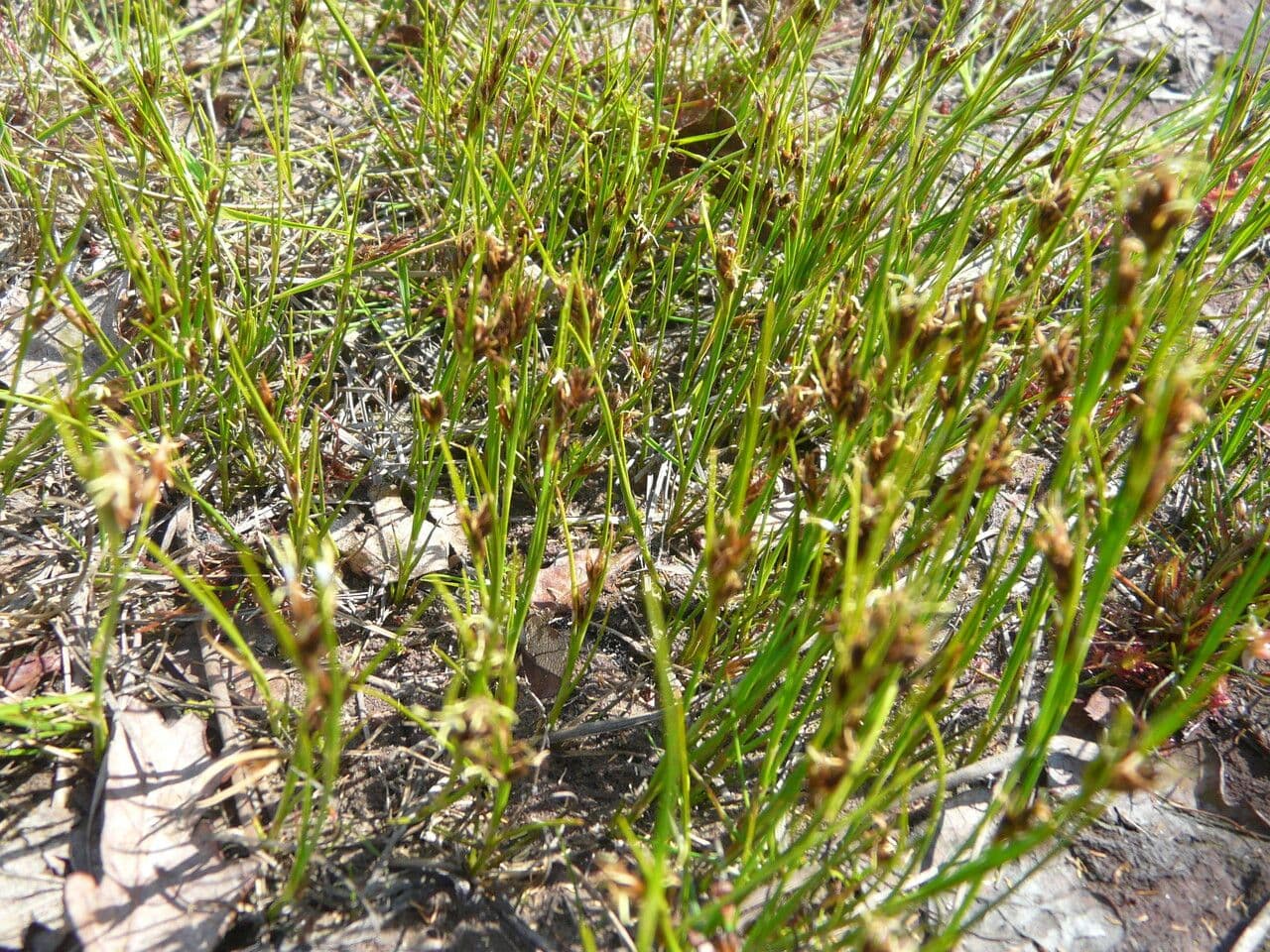Rincoespora parda 17