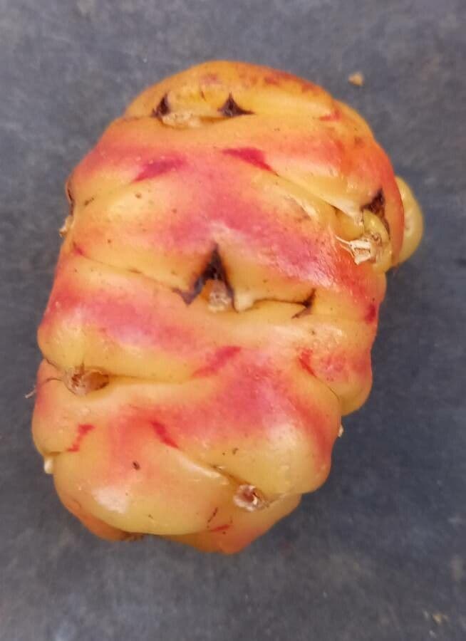 Acetosa tuberosa 13