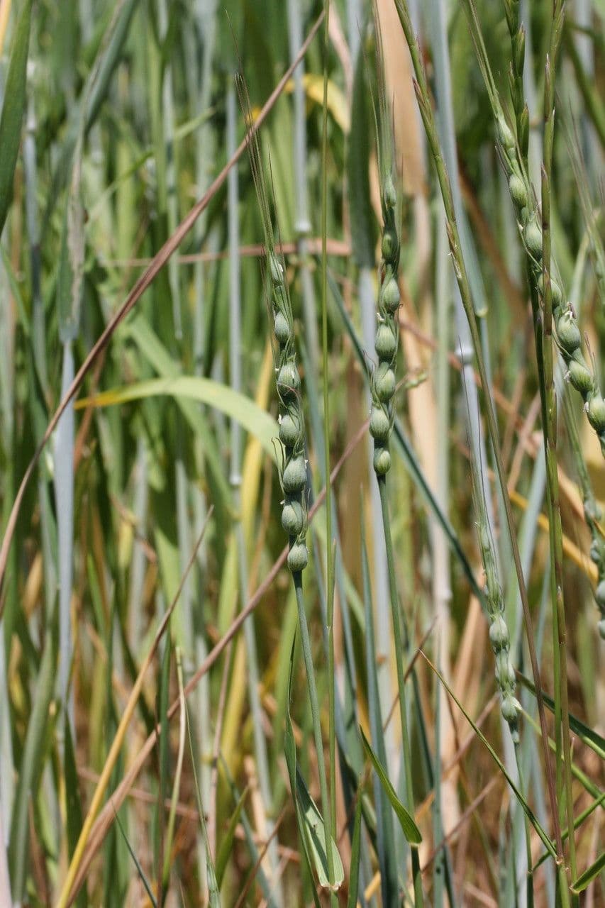 Aegilops ventricosa