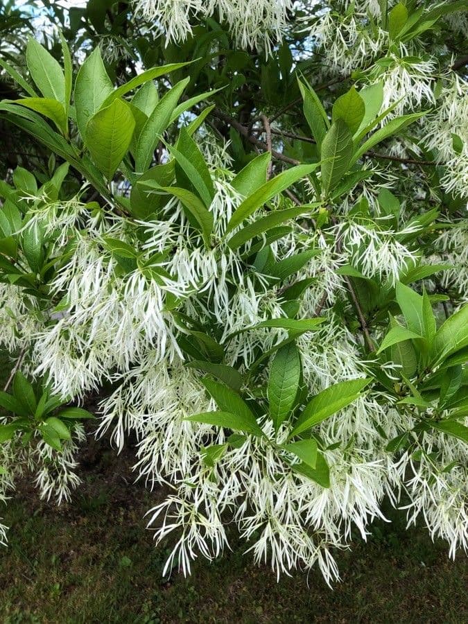Chionanthus 9