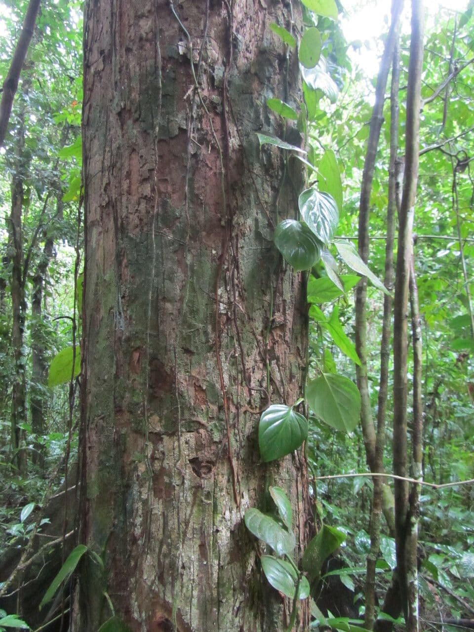 Minquartia guianensis 8