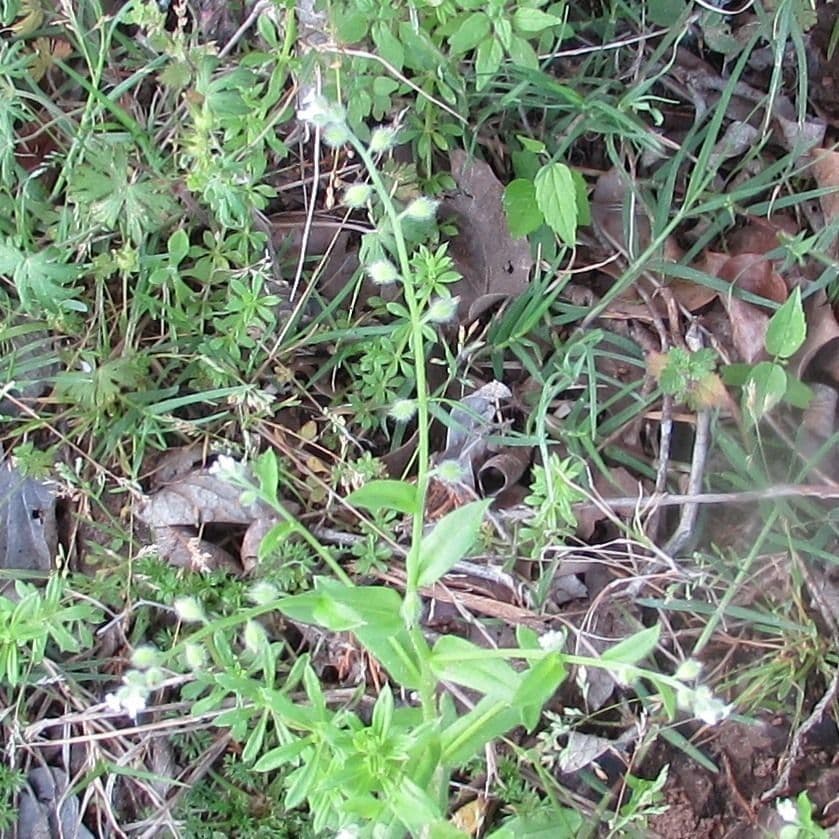 Myosotis de printemps 5
