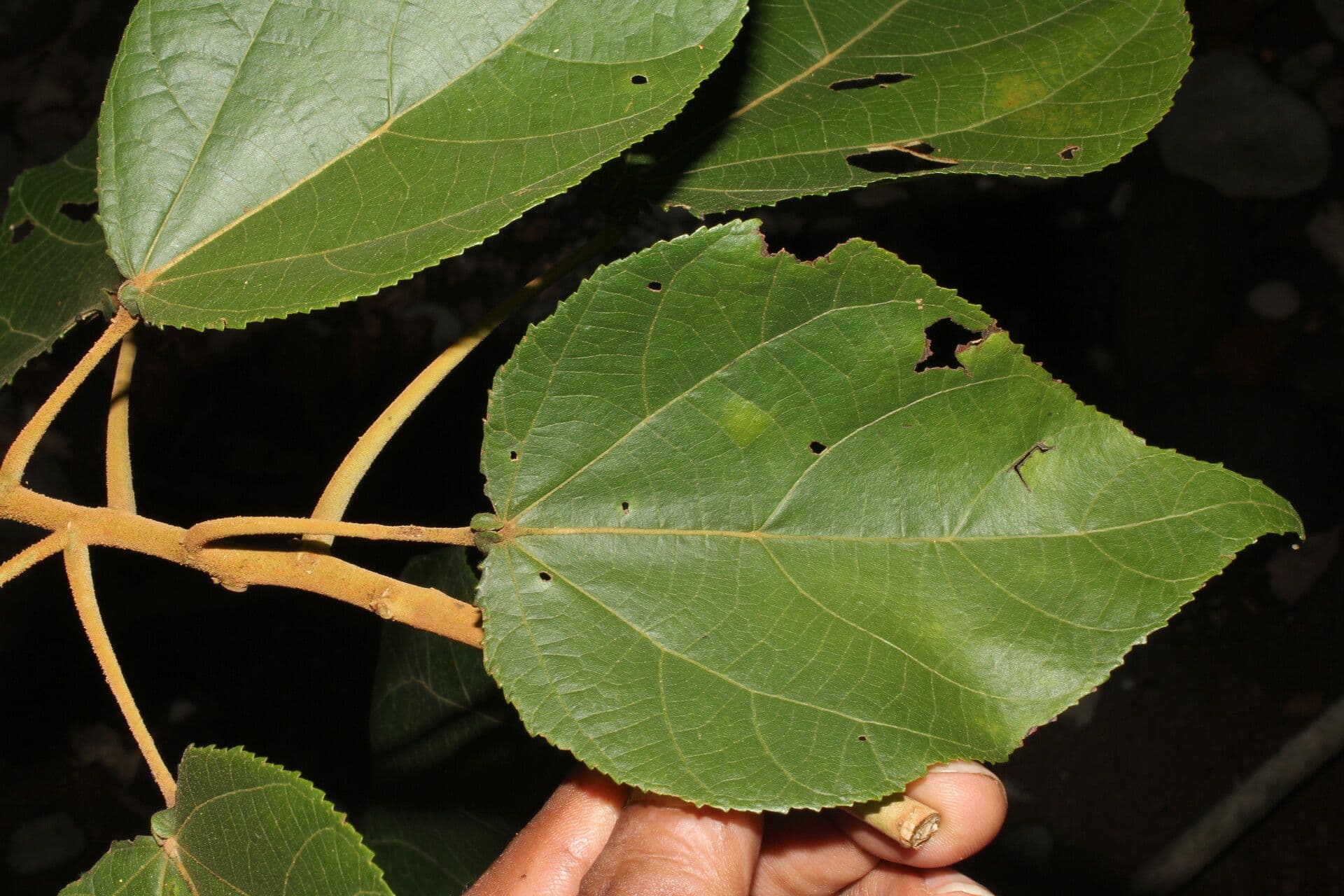 Heliocarpus 6