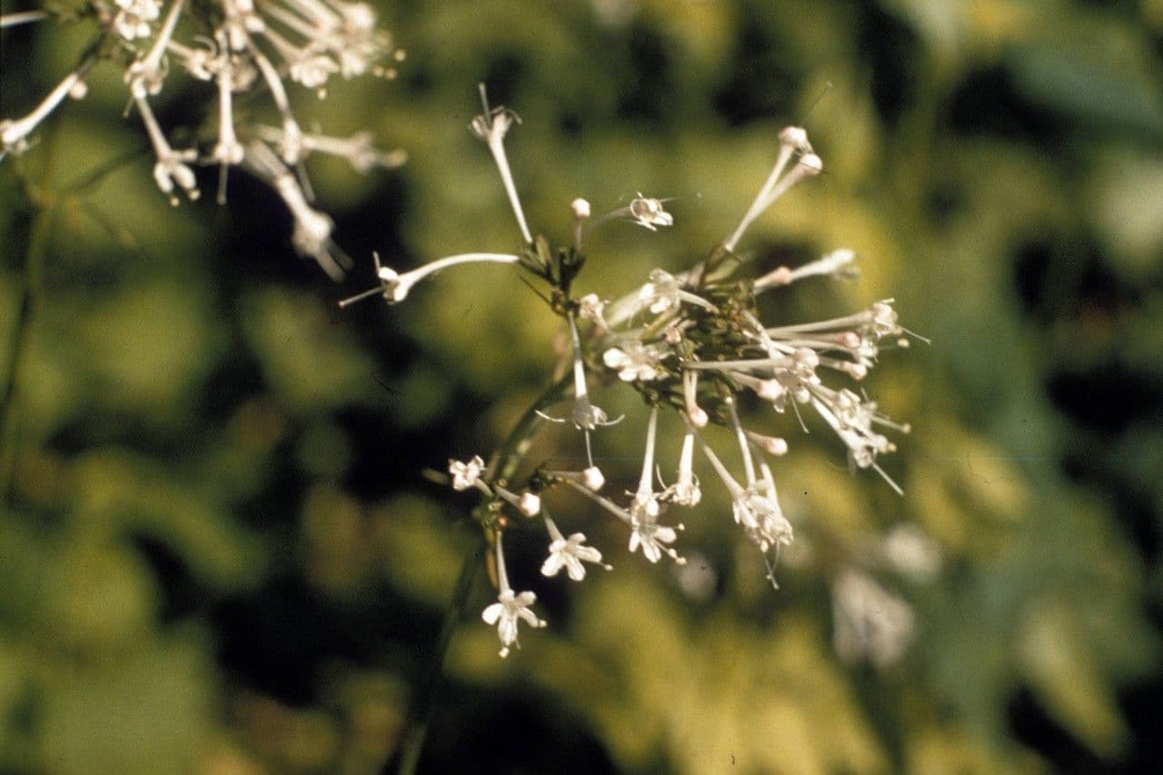 Valeriana pauciflora 5
