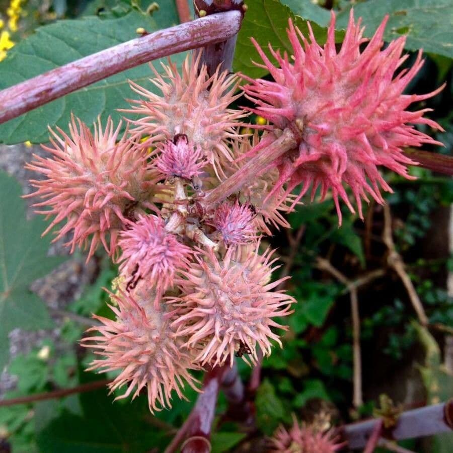 Wunderbaum 3