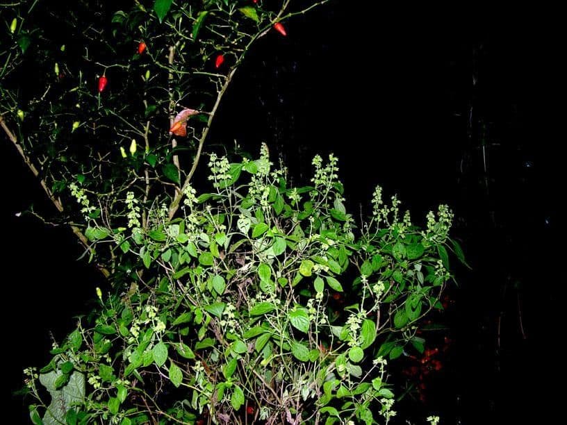 Basilico minore 11