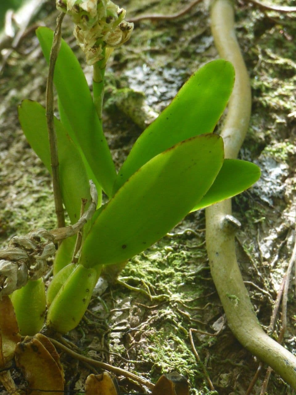 Bulbophyllum 16