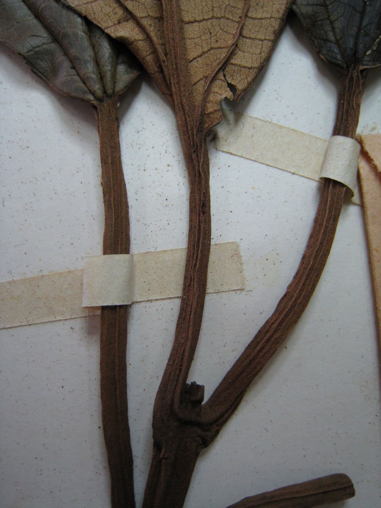 Miconia punteggiata 15