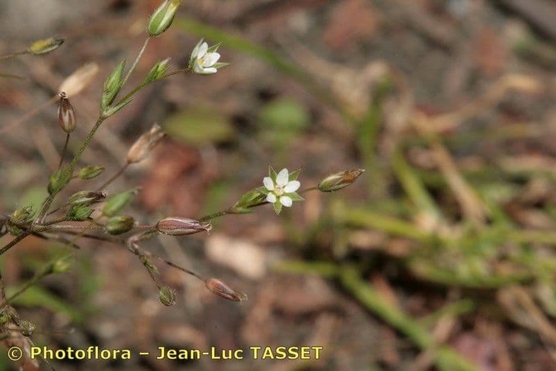 Minuartia ibrida 17