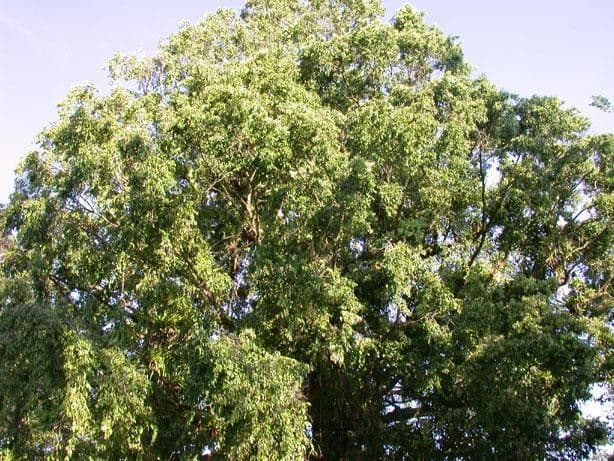 Sacoglottis 10