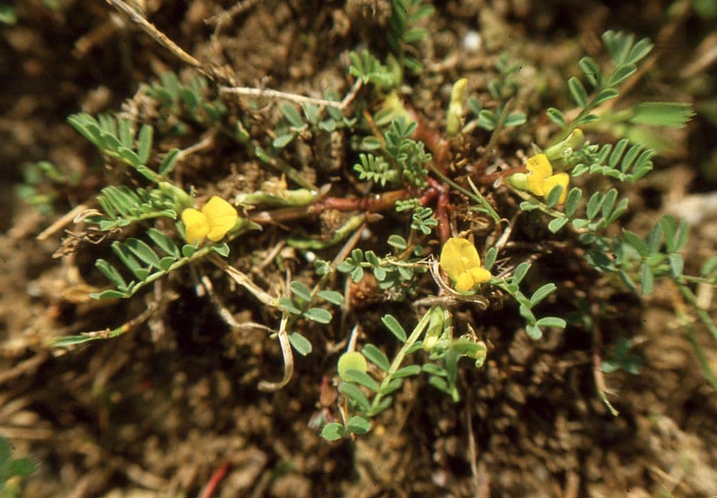 Vicia hybrida 12
