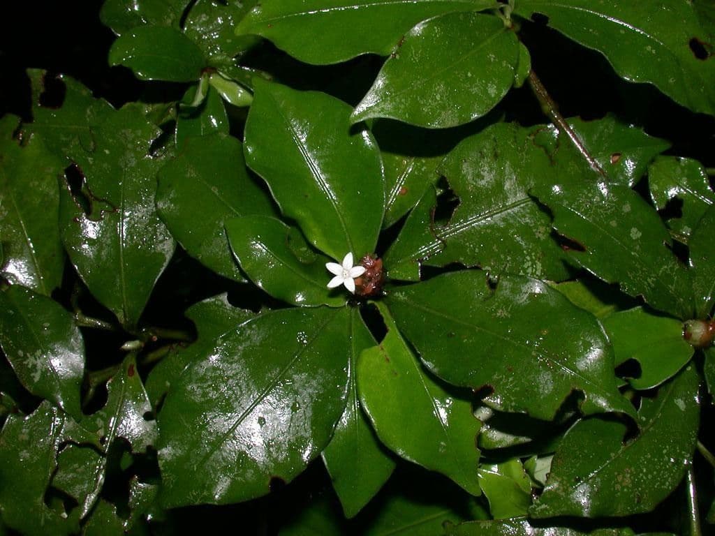 Psicotria del Chagres 20