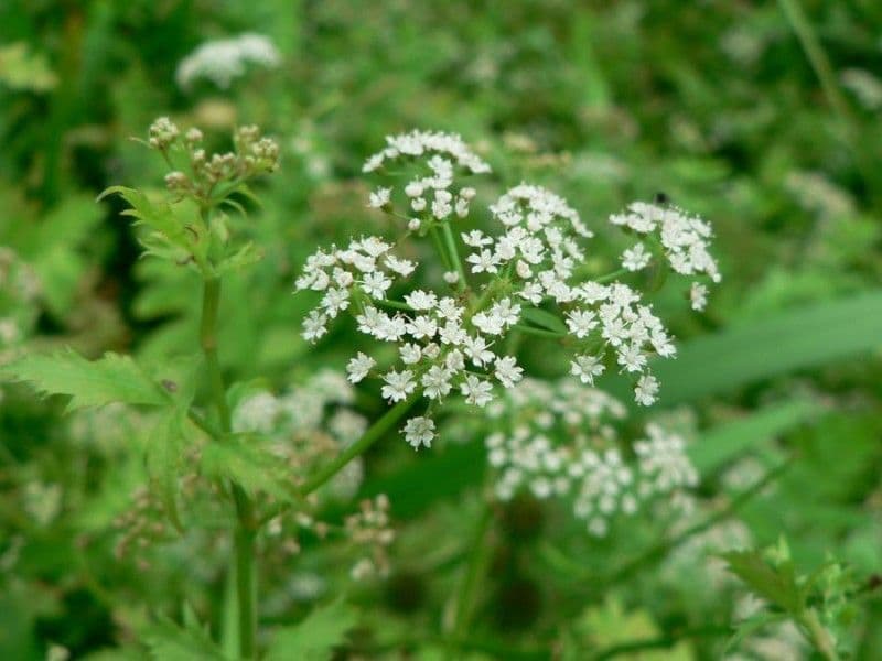 Berula 6