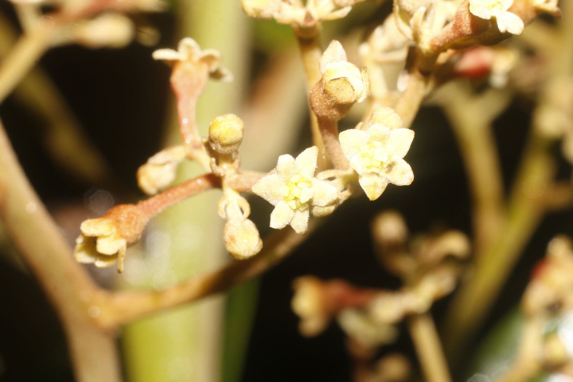 Rhodostemonodaphne