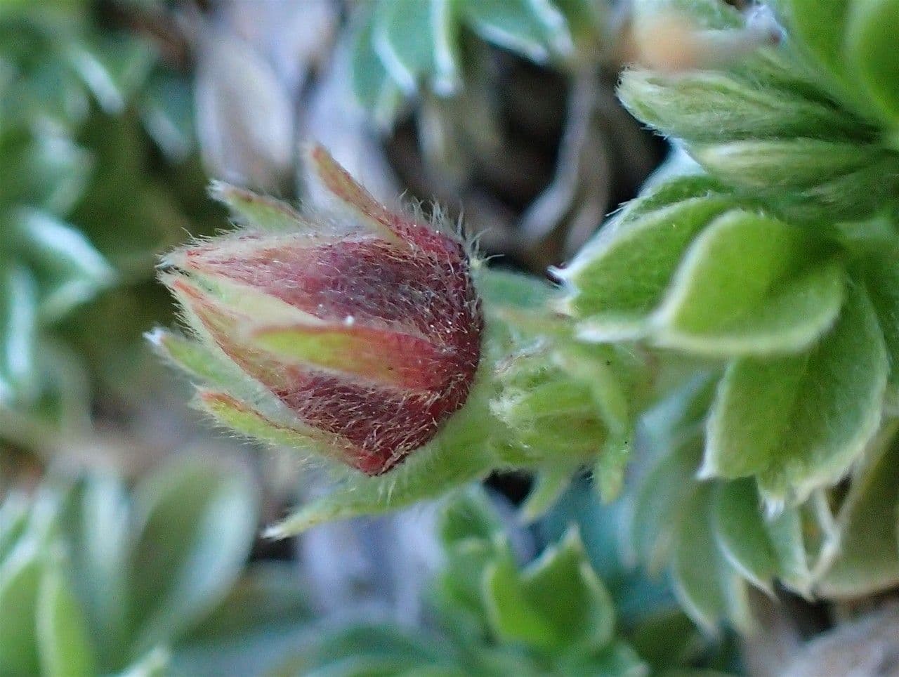 Potentilla lucida