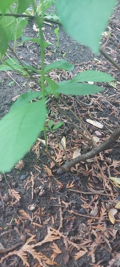 Lindera benzoin 14