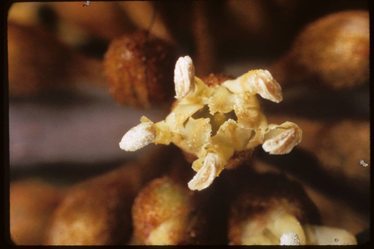Sideroxylon 4