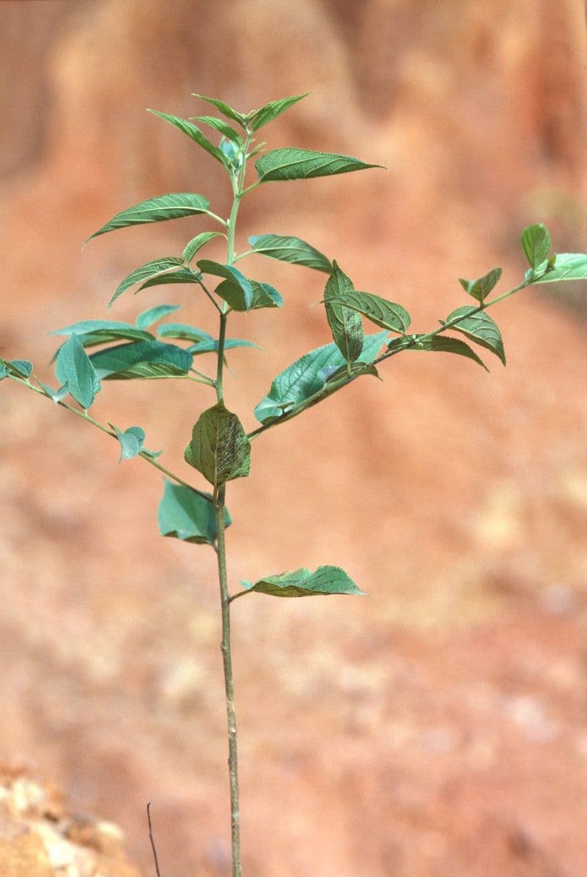 Kleinblütiger Trema 9
