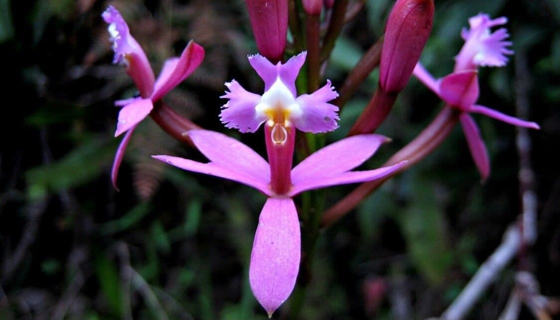 Epidendrum 5