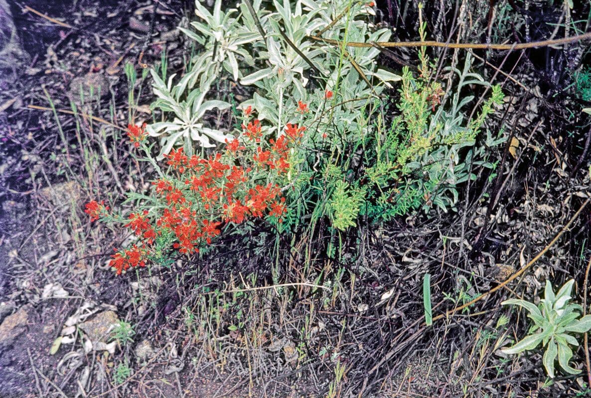 Paintbrush foglioso