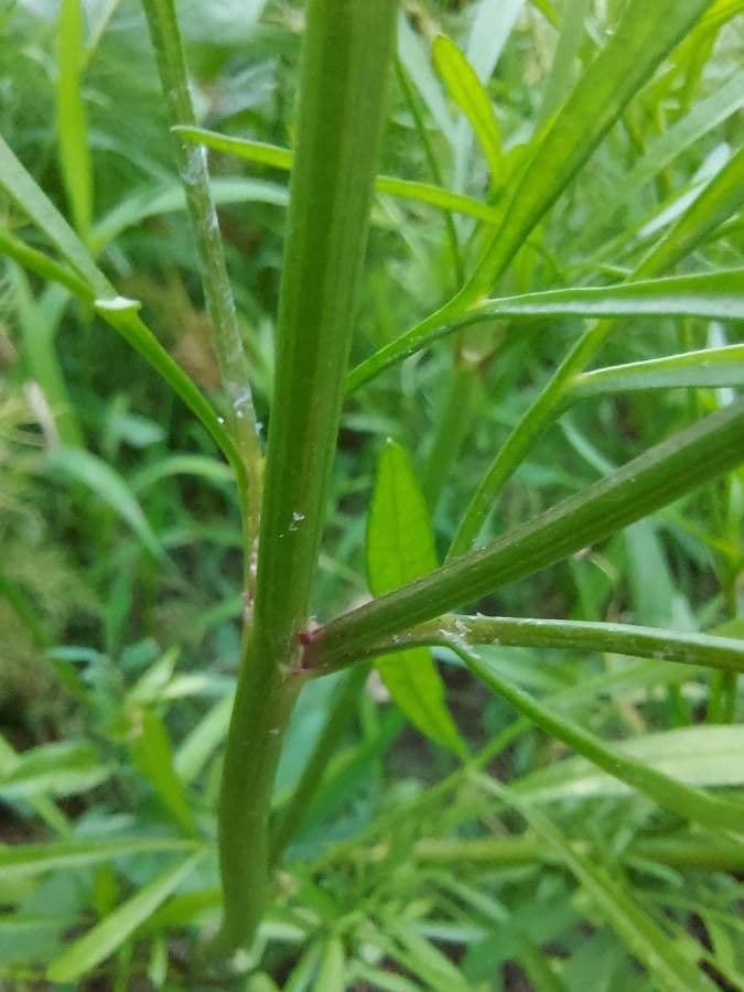 Färber-Mädchenauge 25