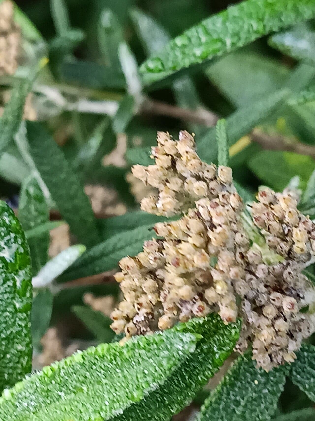 Buddleja 2