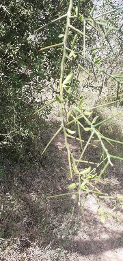 Dattier du désert 20