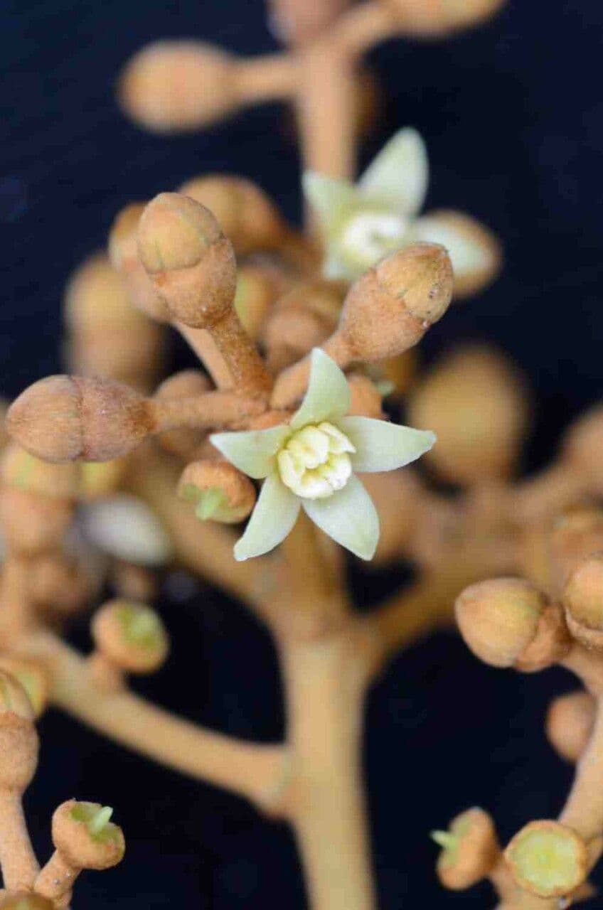 Yagrumo macho 8