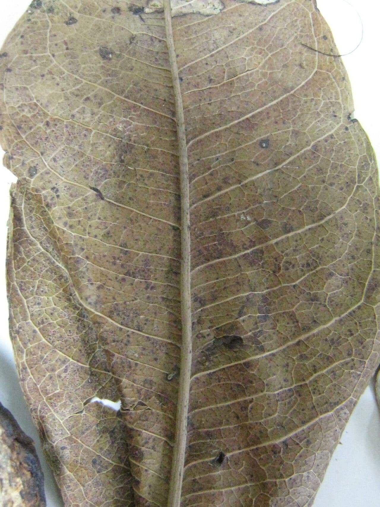 Eschweilera 15