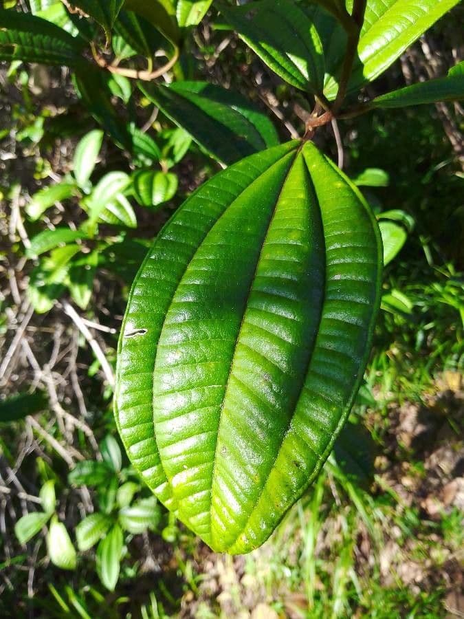 Henriettea succosa 6