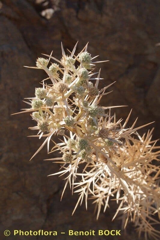 Panicaut