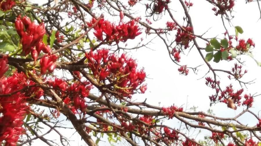 Albero fucsia 7