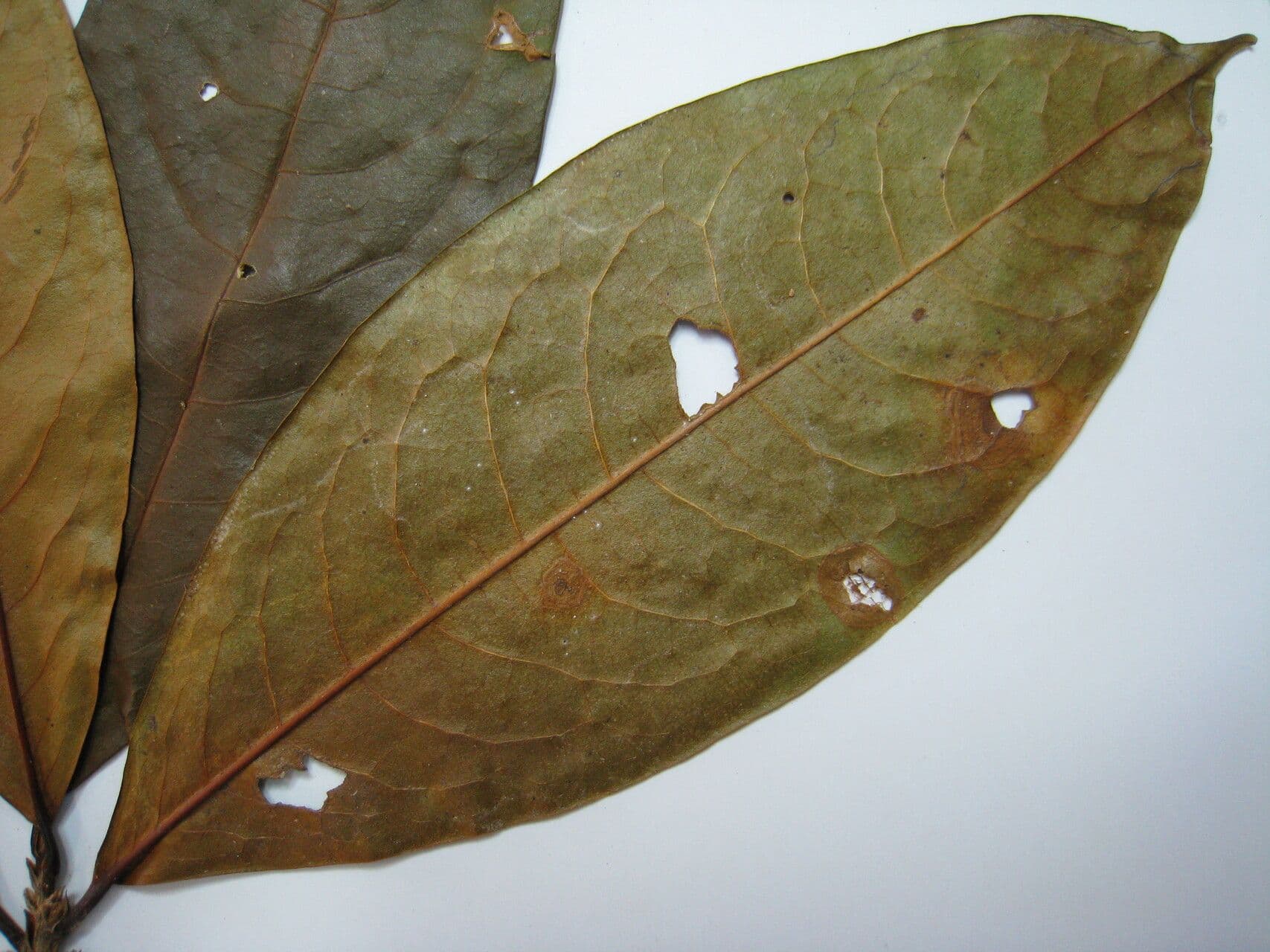 Erythroxylum 7