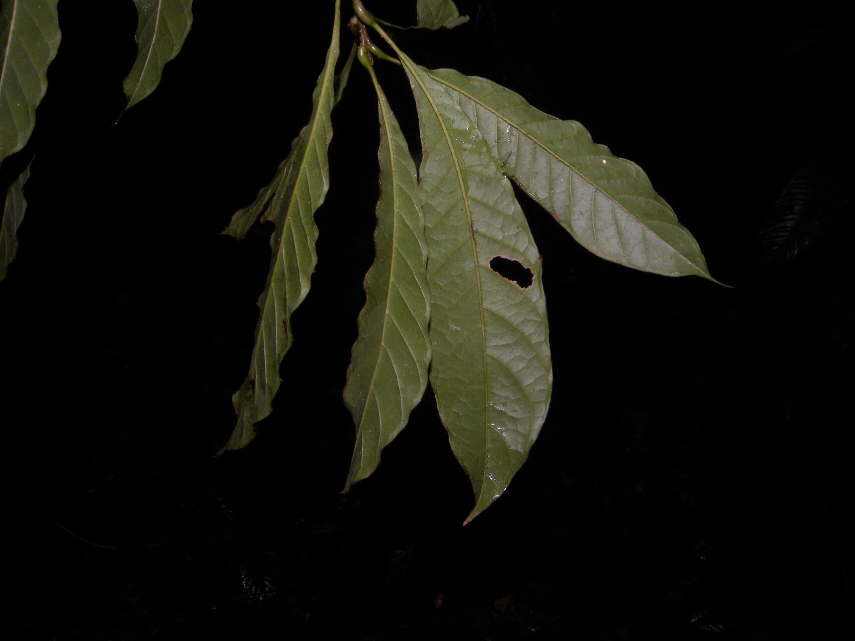 Meliosma 6