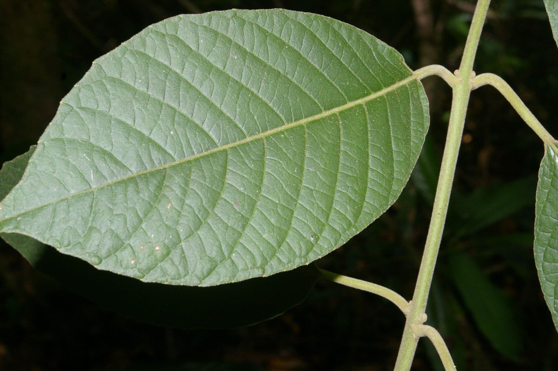 Siparuna gesnerioides 6