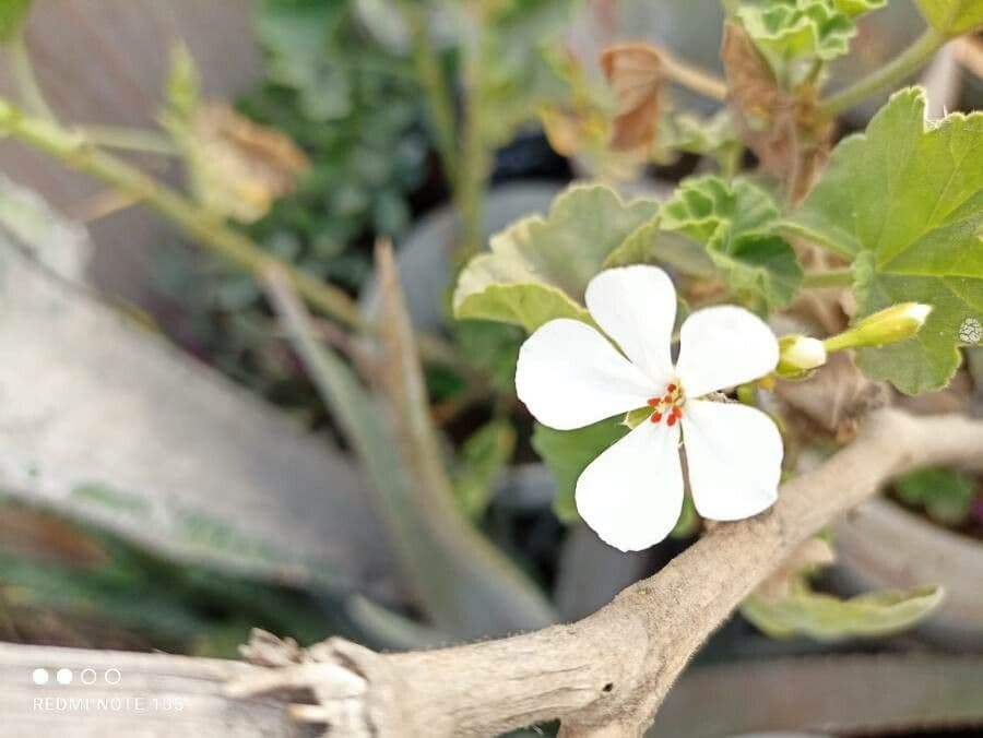 Pelargonium 6