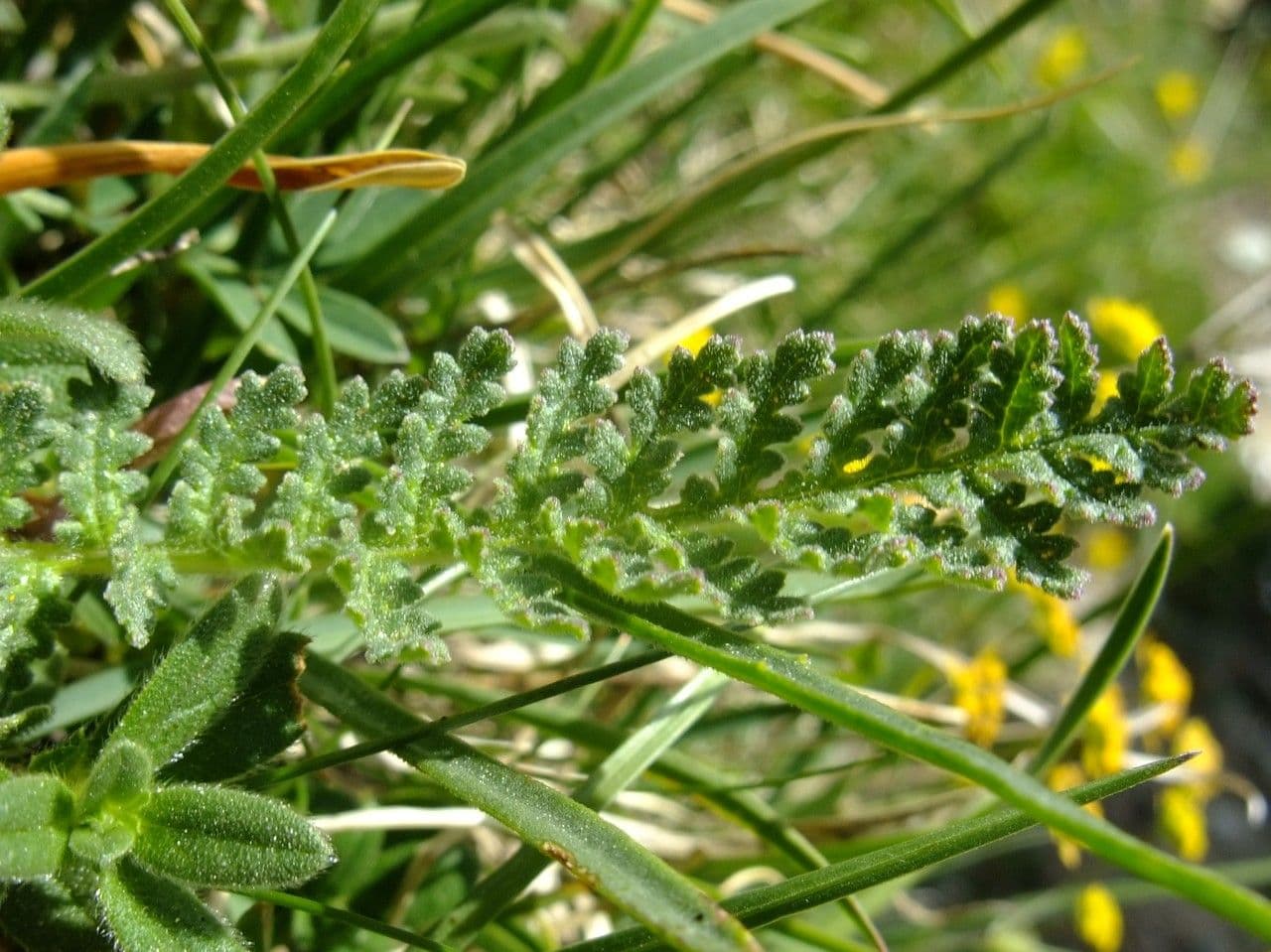 Pedicularis gyroflexa 16