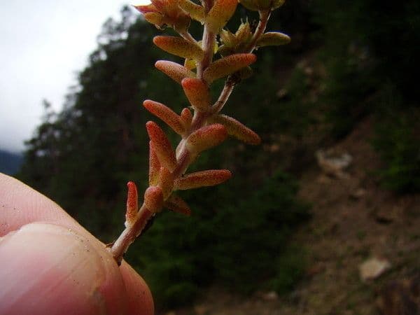 Borracina annuale 20