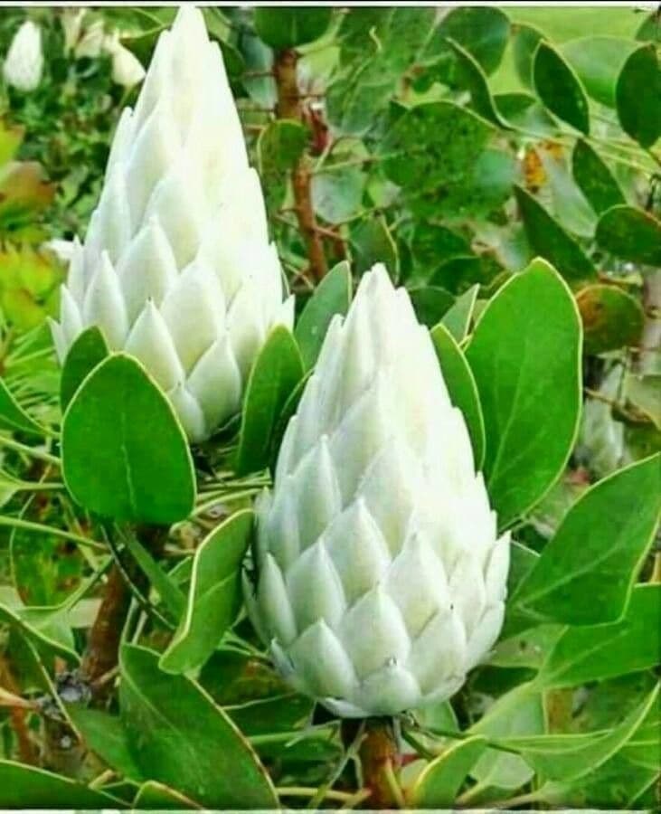 Protea carciofoide 5