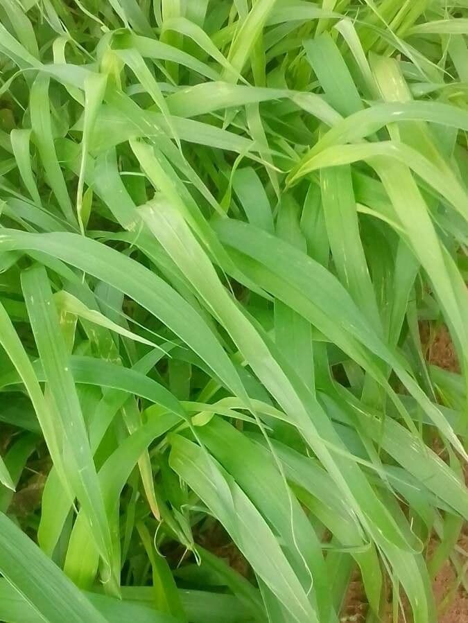 Andropogon