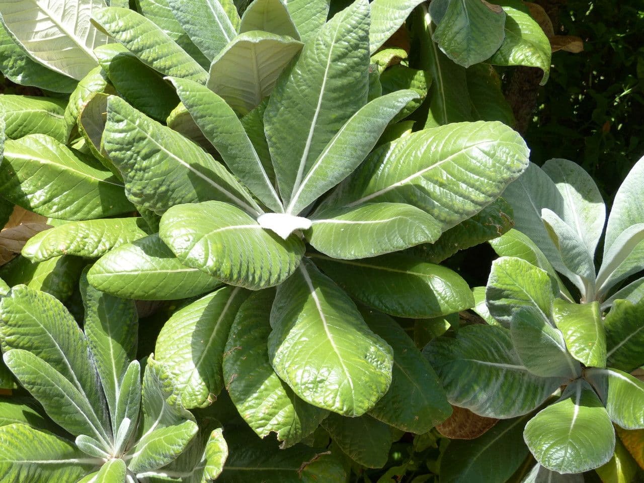 Große Oldenburgia 5