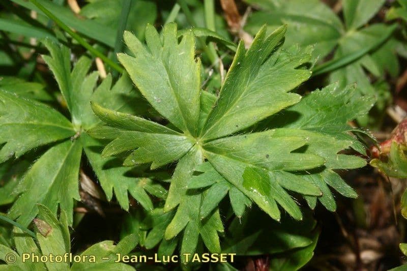 Alchemilla pentafilla 11
