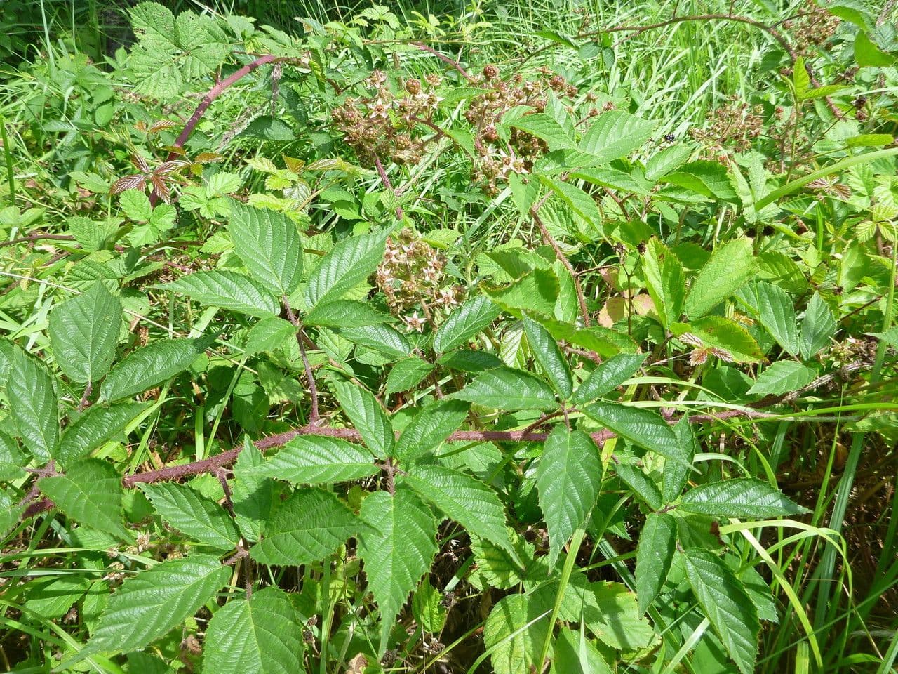 Brombeere 4